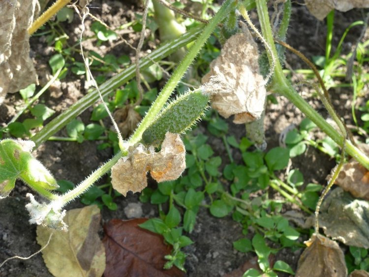 Отдых в деревне с Джой — Туризм и путешествия: фотоотчеты из поездок