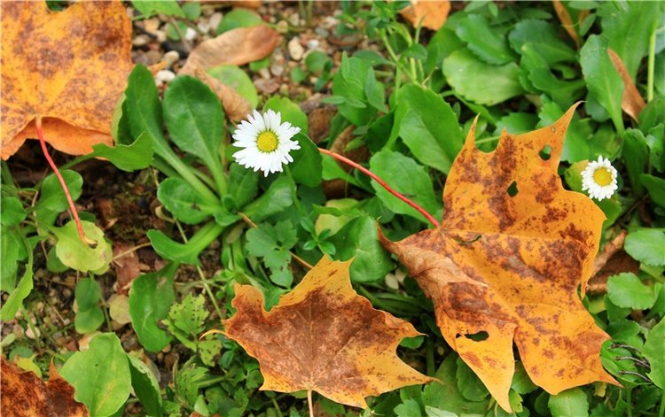 Золотая Осень в Берново с Имани. Mini Imani от Kaye Wiggs