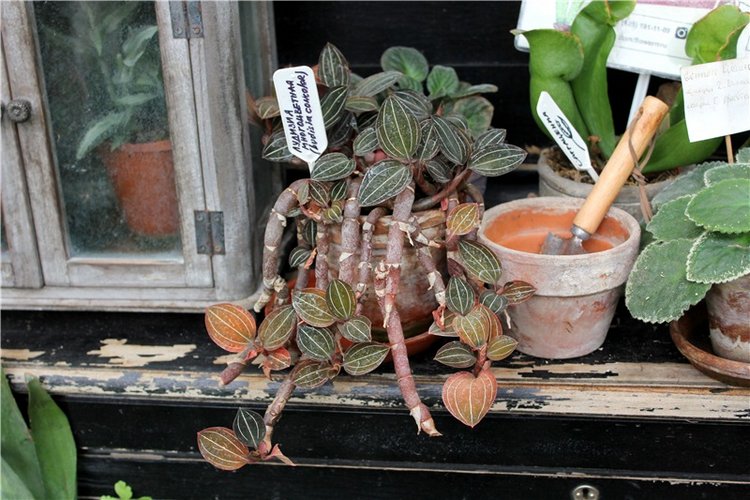 Тверской Ботанический Сад, продолжение | Бэйбики Тверской Ботанический Сад, продолжение