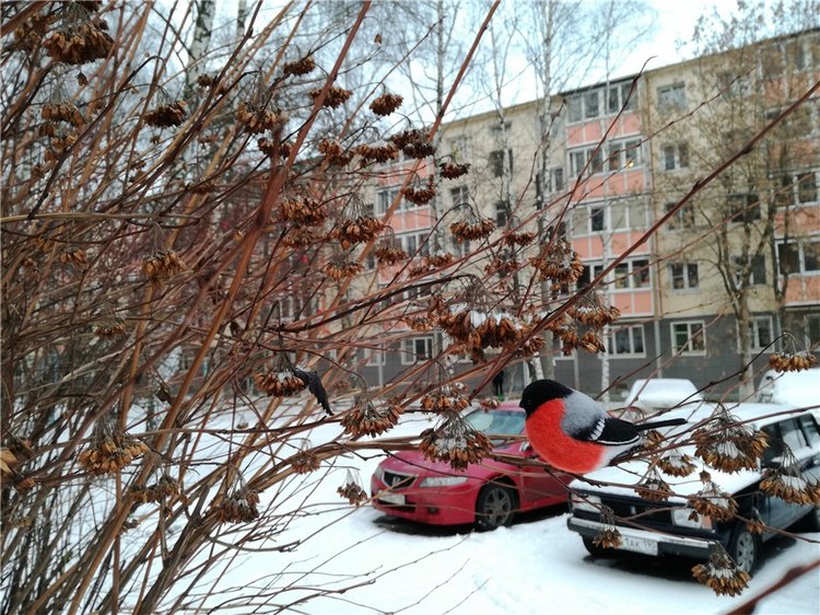 Снегири прилетели и Крошка на ладошке (фото 6)