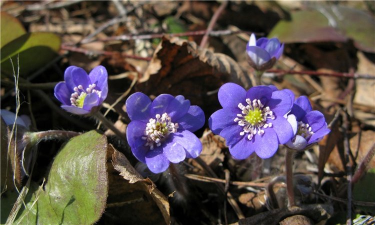 Апрельский день в Василёво, заключительная часть