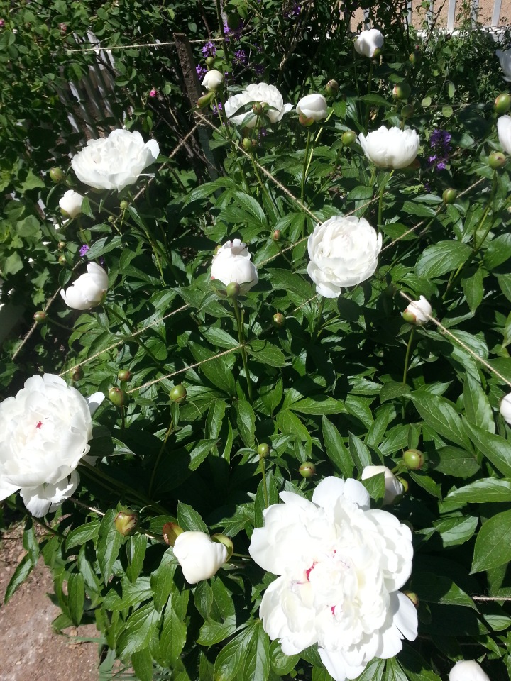 Прокатимся на машине времени? Поселение Старбридж. Новая Англия. 1830 год. Часть третья, заключительная