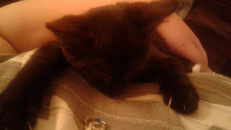 Больше никаких кошек! А котята не считаются | Бэйбики Больше никаких кошек! А котята не считаются (фото 10)