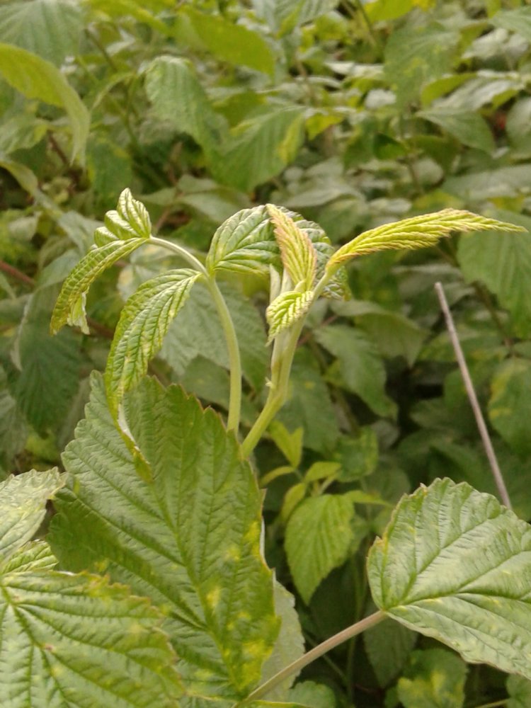 Кто же там, в малиннике — Куклы и тела Obitsu (Обитсу): 1/6