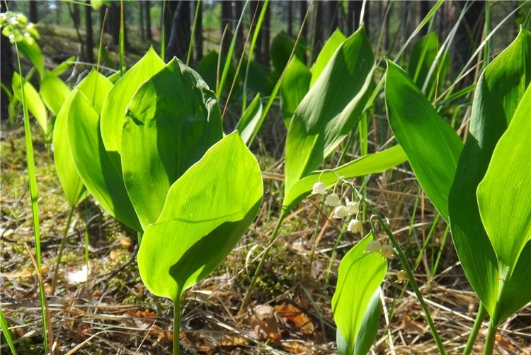 Ландышевая Сказка — Куклы Heidi Plusczok (Хайди/Хейди Плюсчок) — фото