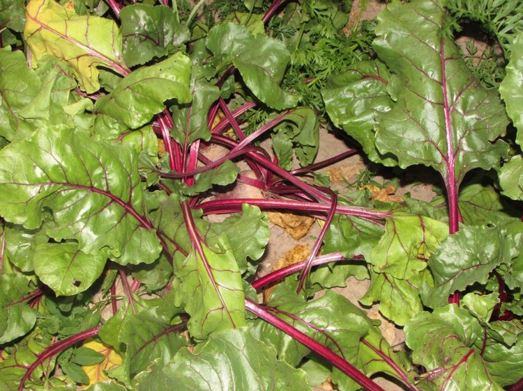 Путешествие в Нижегородскую область - часть 3 - Тимошка на усадьбе