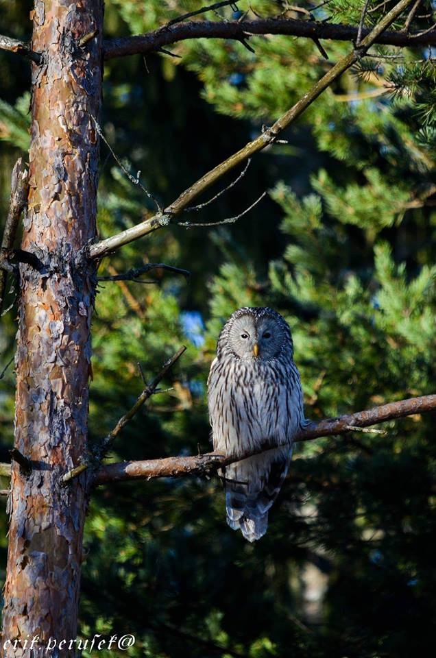 Любительские и профессиональные фотографии Сов (выпуск 2)
