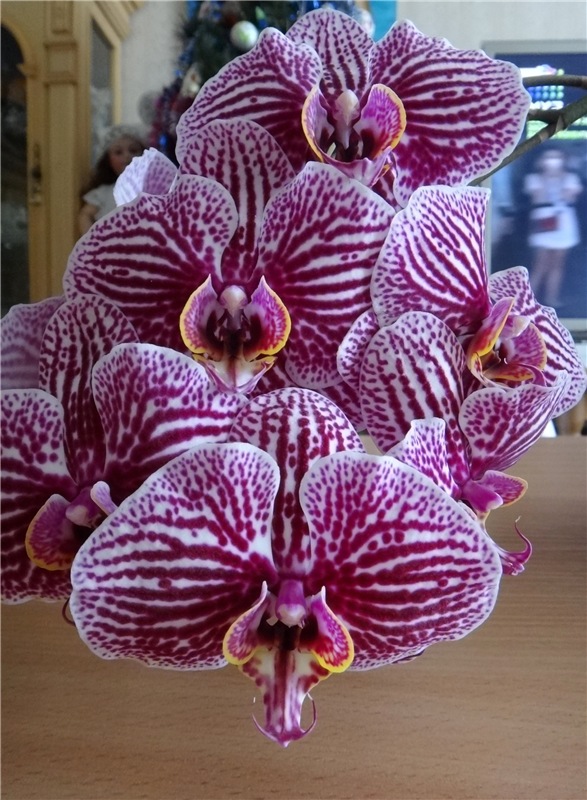 Софи. Lati HoneyBee New Mystic Sophie | Бэйбики Софи. Lati HoneyBee New Mystic Sophie