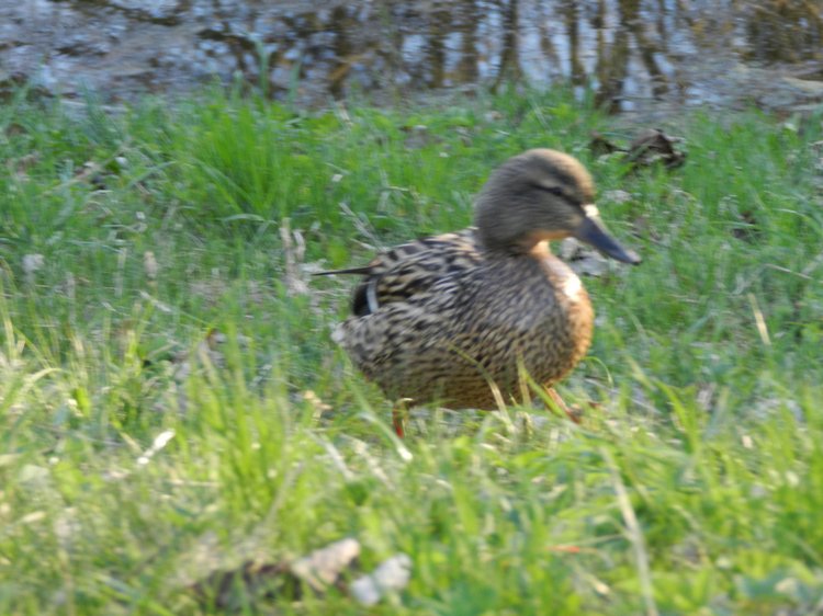 Прогулка подружек тёплым вечерком