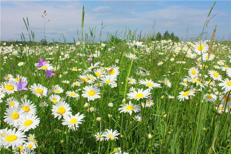 Ромашковый Июнь — Куклы Meadow dolls (Медовушки): BJD (БЖД)