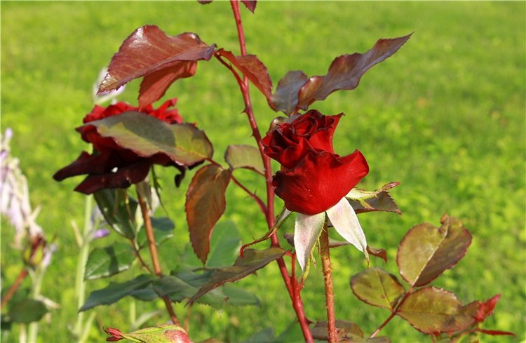 Июльское путешествие в Старицу