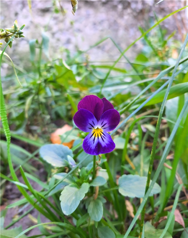 "Аманита". Aoi Yukimura Third Season 1/7 PVC figure