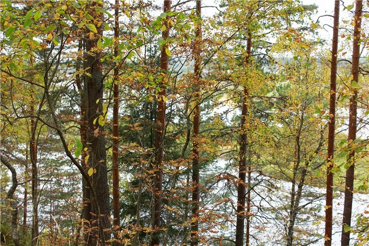 Путешествие Имани на Волгу, продолжение. Mini Imani от Kaye Wiggs