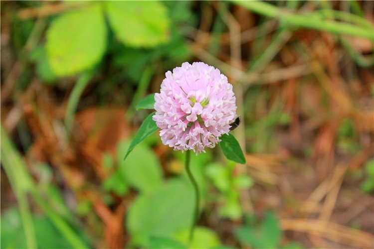 Путешествие Имани на Волгу, продолжение. Mini Imani от Kaye Wiggs