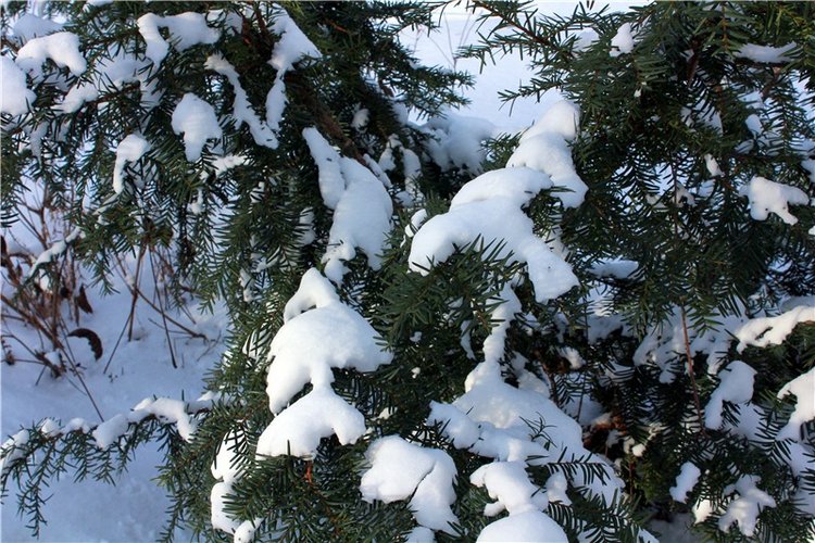 Тверской Ботанический Сад, заключительная часть