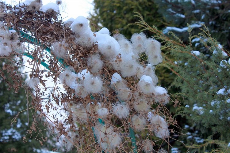 Тверской Ботанический Сад, заключительная часть