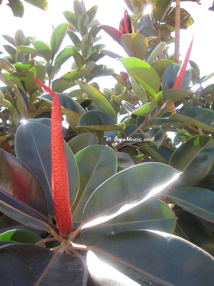 Kidz' тур. Нико на Крите. Аниссарас