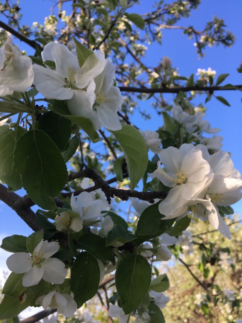 Поездка на дачу с Mui-chan, Migliorati и Sonny angel