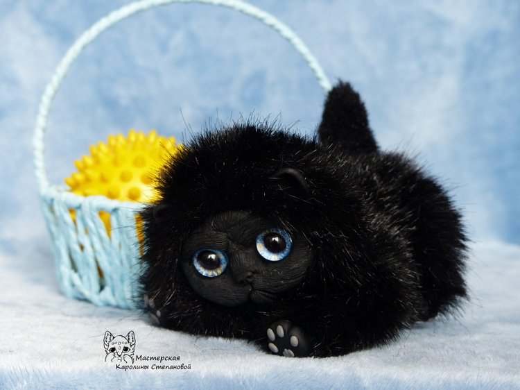 Черные котятки(персы), маленькие злобики