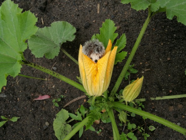 Большая дружба маленьких друзей