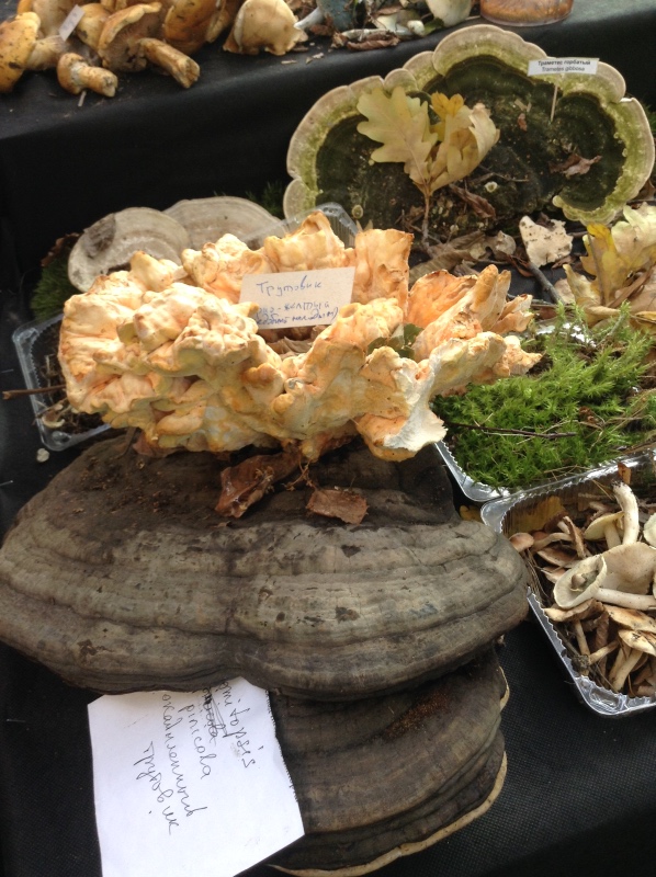 Аптекарский огород сегодня. ч.5. Грибной фестиваль