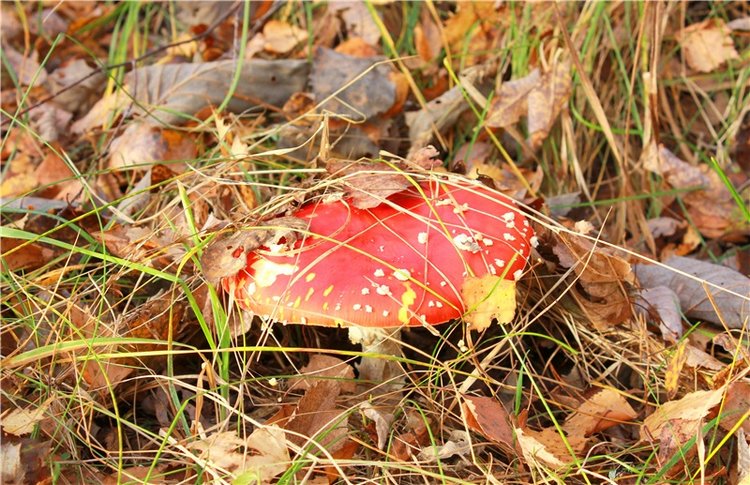 Ромашковый октябрь. Zwergnase Mischa