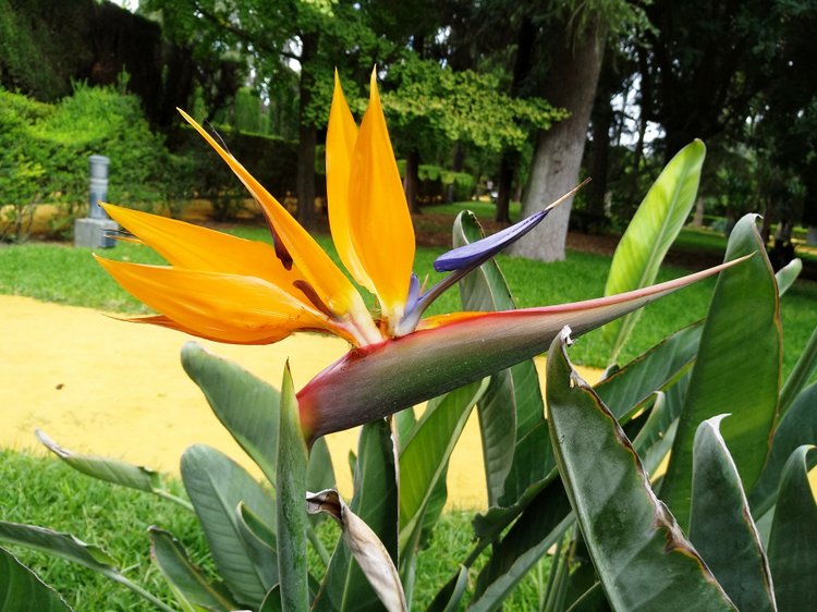 Тайна моего имени. Часть восьмая. Испания, Севилья. Колумб повсюду