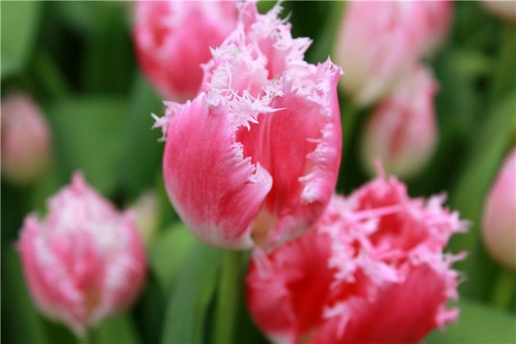 Тюльпановый Рай, продолжение. Выставка тюльпанов в Твери. Mini Layla elf Sunkissed skin от Kaye Wiggs (фото 9)