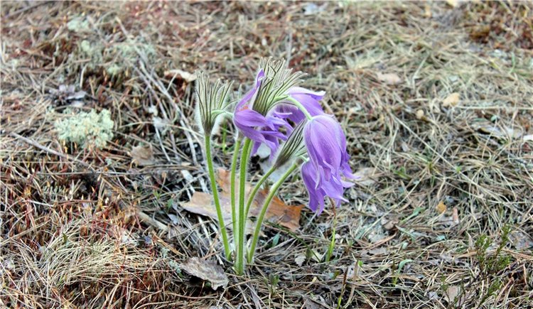 Джиджи на Орше. BJD Gigi от Meadow Dolls