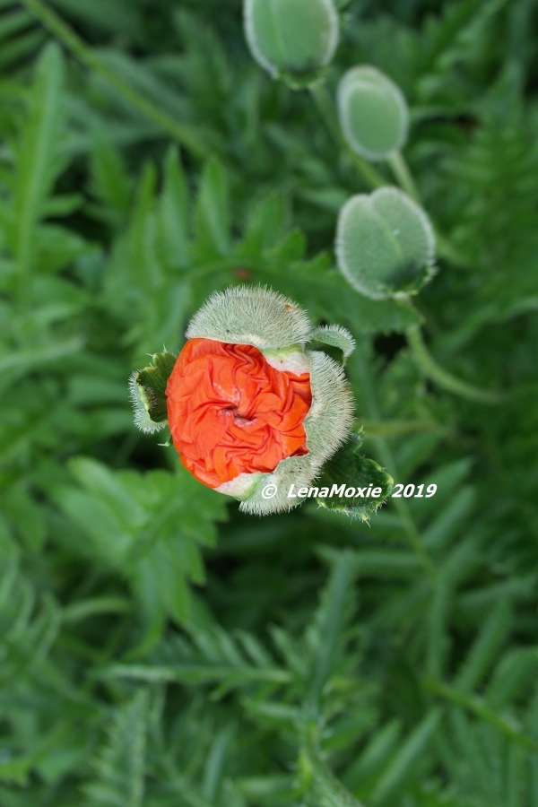 Есенинские тропинки. Часть 2