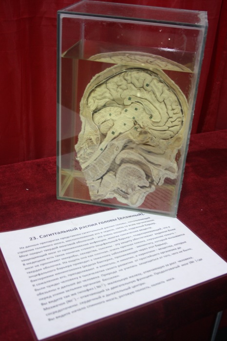 Псков: Петербургская Кунсткамера у нас в гостях. СТРОГО 18 +