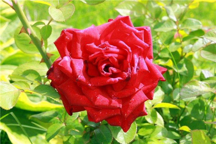 Любимая Старица. Свято-Успенский мужской монастырь