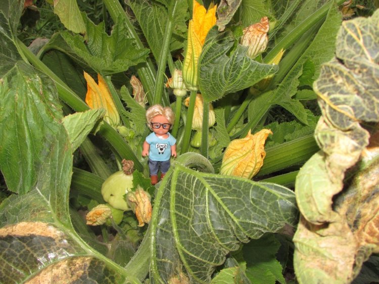 Путешествие в Нижегородскую область - часть 3 - Тимошка на усадьбе