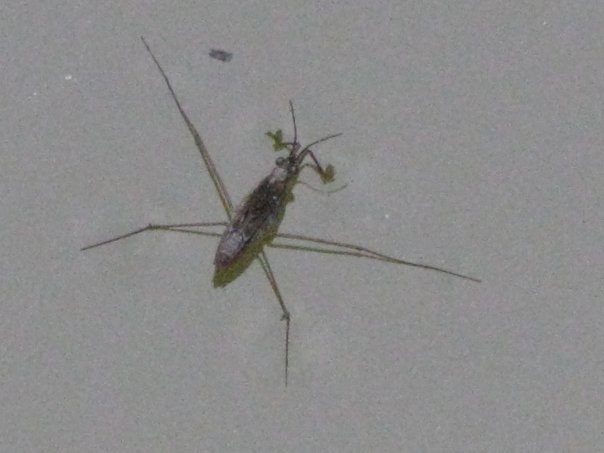 Разнообразие животного мира