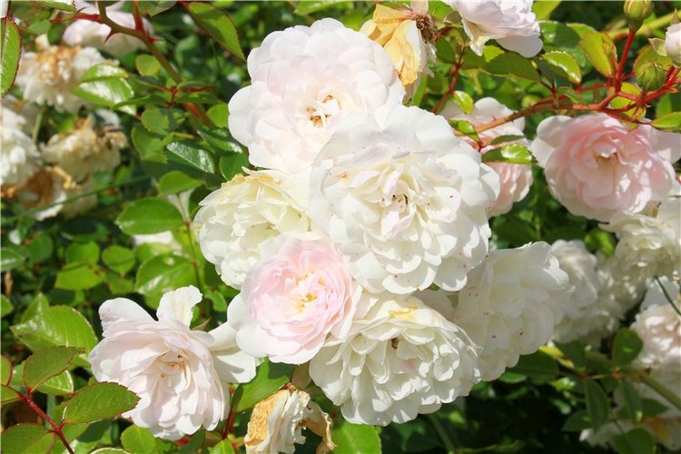 Любимая Старица. Свято-Успенский мужской монастырь