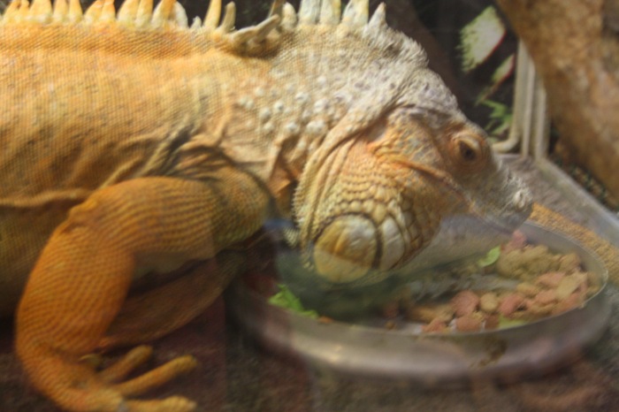 Псков. Эколого-биологический центр. Часть 2