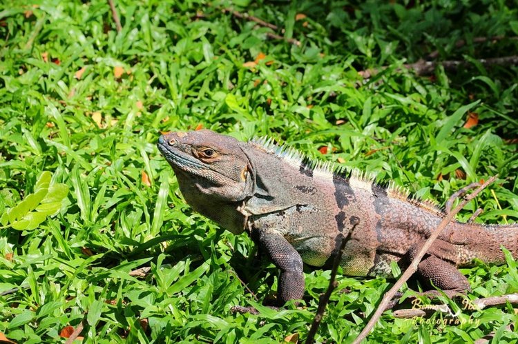 Любителям природы - профессиональные фотографии (выпуск 4)