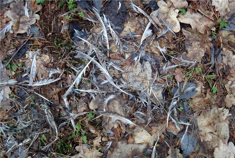 23 февраля - расцвели синие подснежники