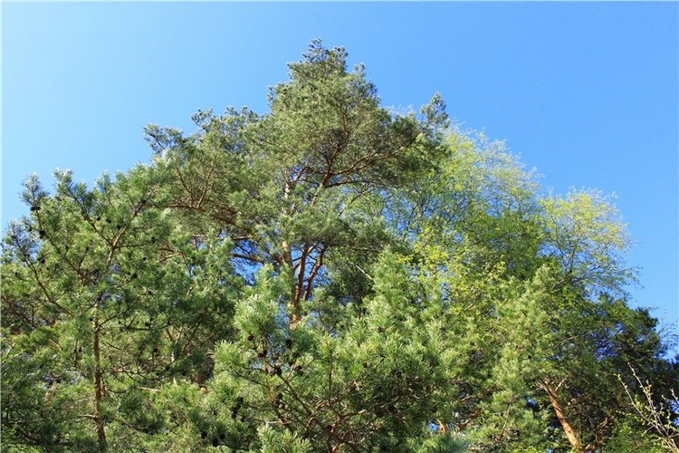 Долгая дорога к Волге. Custom Blythe Doll UFO Go Go Takara