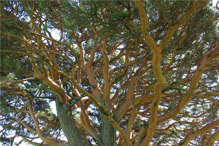 Иванишинская сосна — Культура (фото 5)