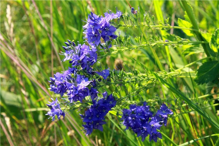 Путешествие Катрин. Katrin, Stoffpuppe Doll, Kathe Kruse (фото 4)