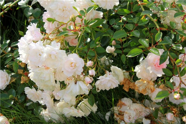 Июльское путешествие в Старицу