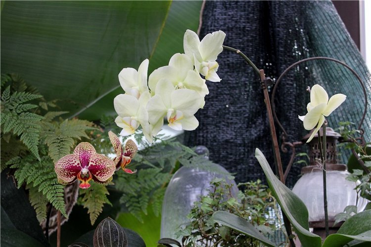 Тверской Ботанический Сад, продолжение | Бэйбики Тверской Ботанический Сад, продолжение