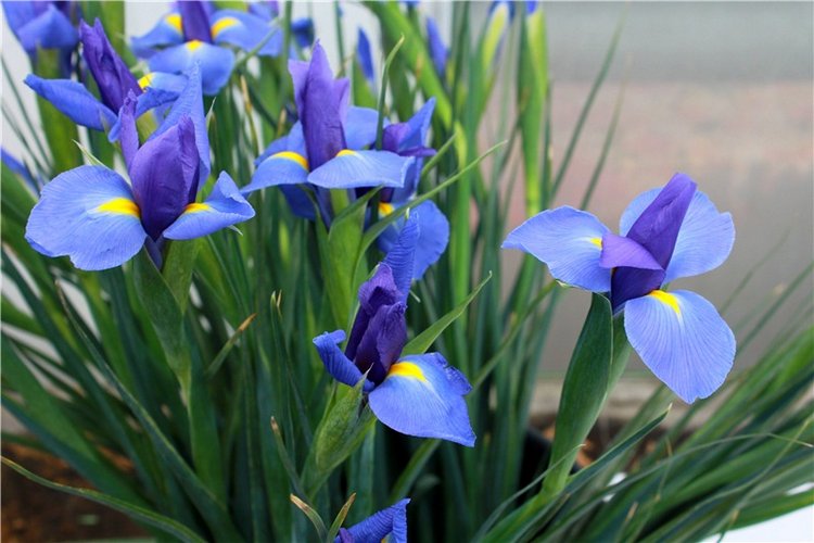 Выставка тюльпанов в Твери