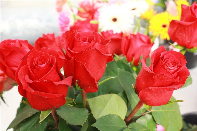 Выставка тюльпанов в Твери