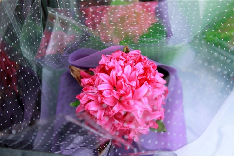 Выставка тюльпанов в Твери