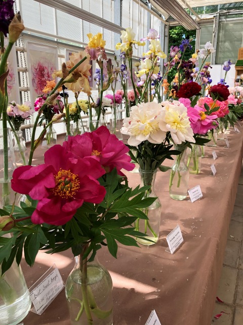 Тони Старк: приключения без брони. И снова Аптекарский огород | Бэйбики Тони Старк: приключения без брони. И снова Аптекарский огород