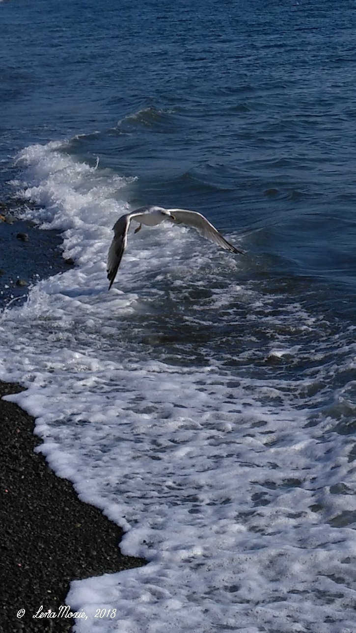 Kidz' тур. Юлино лето — Куклы Kidz'n'Cats (Соня Хартман): шарнирные 46 см