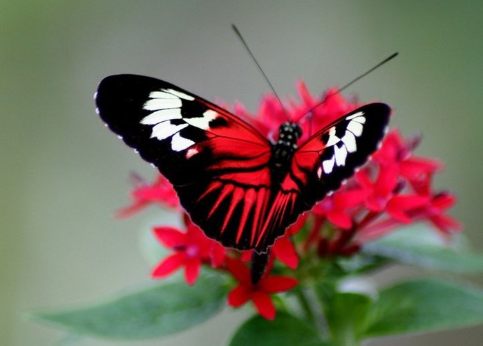 На лесной полянке чудо - на цветочках бантики. Это бабочки расселись, как цветные фантики