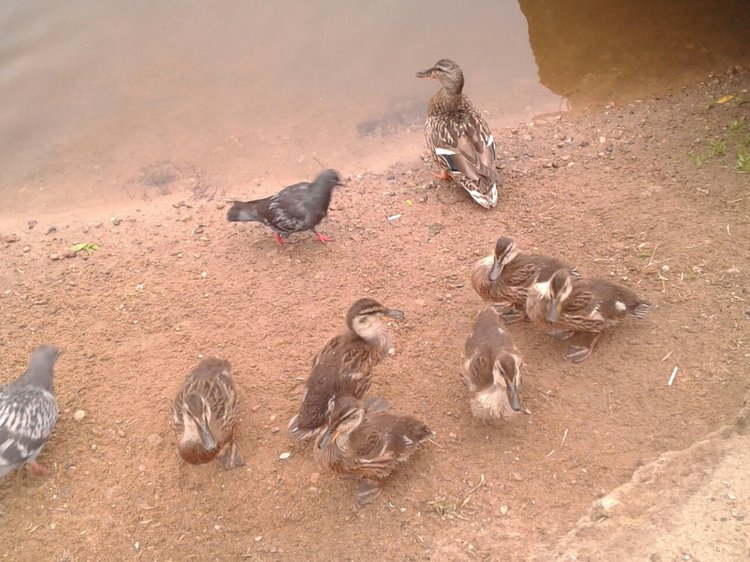 Наше лето, часть 1 — Куклы и тела Obitsu (Обитсу): 1/6 (фото 3)